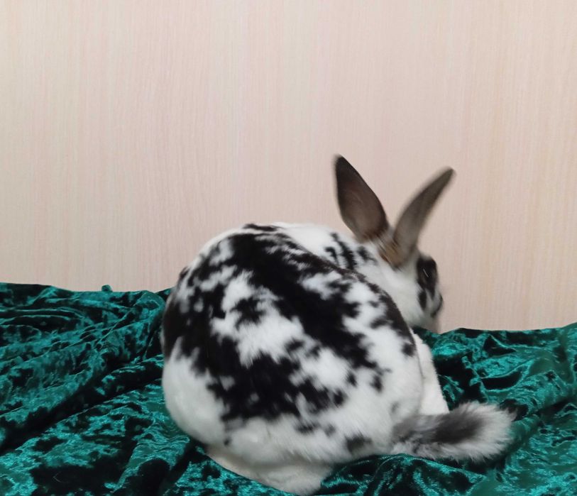 Кролики Рекс разных окрасов.