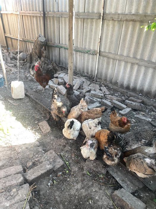 Продам курей срочно