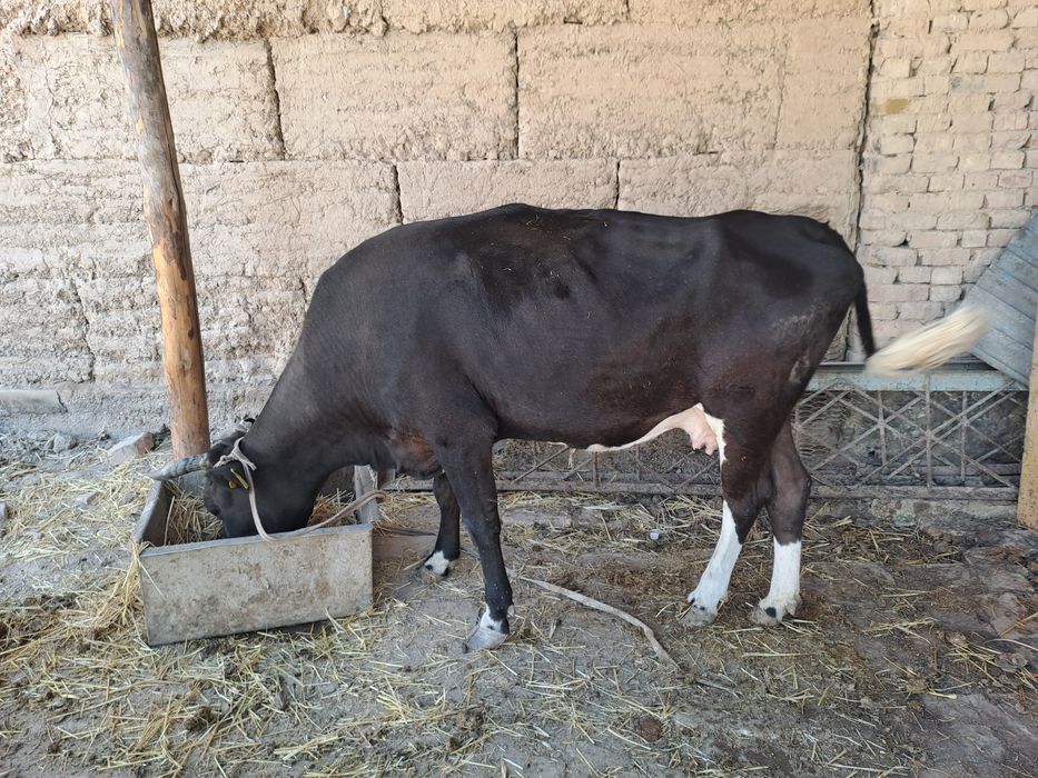 Корова с теленок