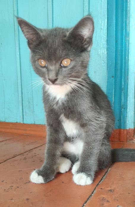 Отдам котят в добрые руки