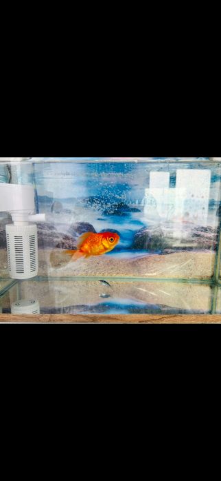Акварюм с рыбками