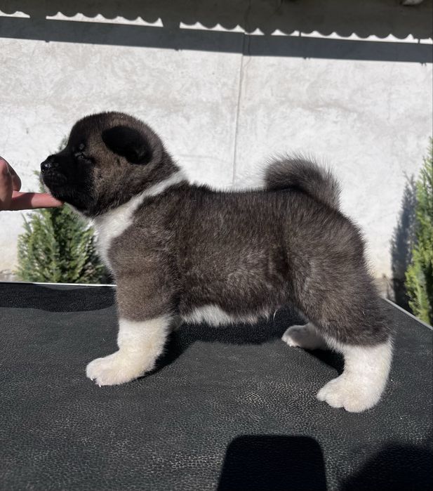 Akita american Mascul