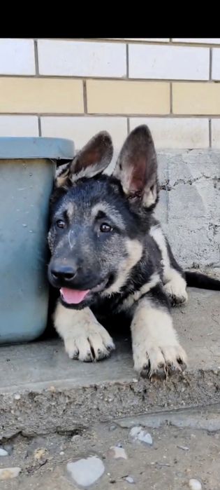 Подрощенная сука ВЕО