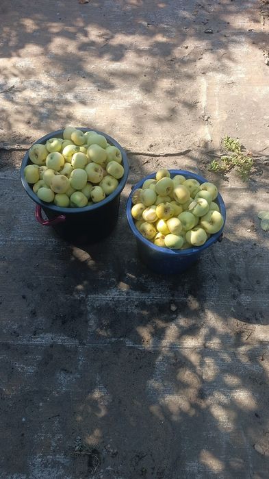Вкусные,сочные белый налив