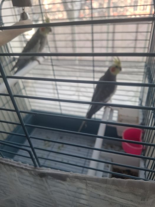 Продам парочку попугаев Корелла