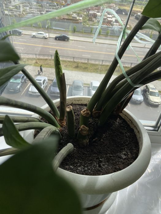 Замиокулькас растение