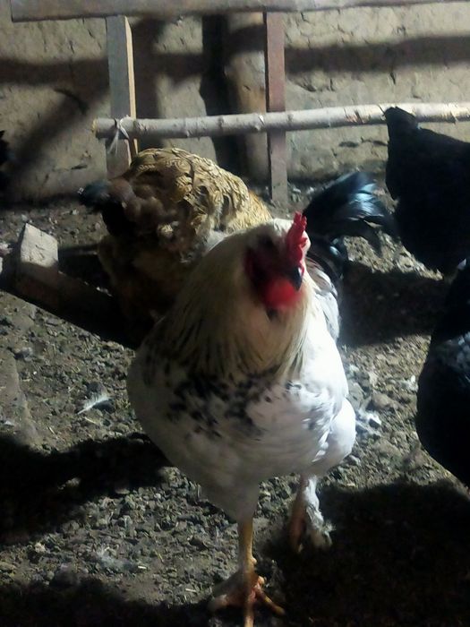 Продам молодых петушков