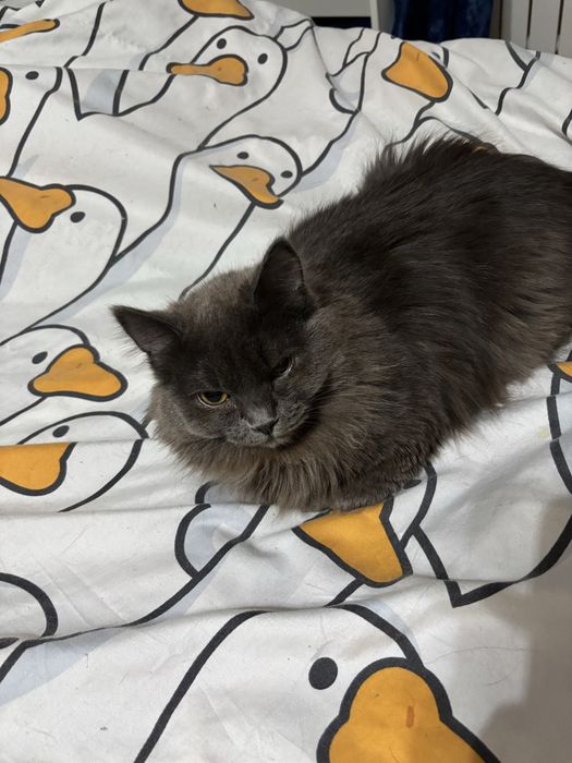 Отдам красивого котика