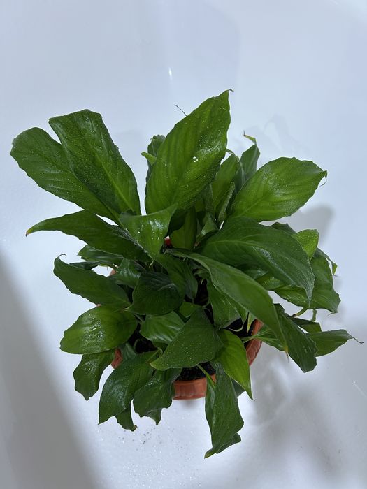 Продам излишки цветов