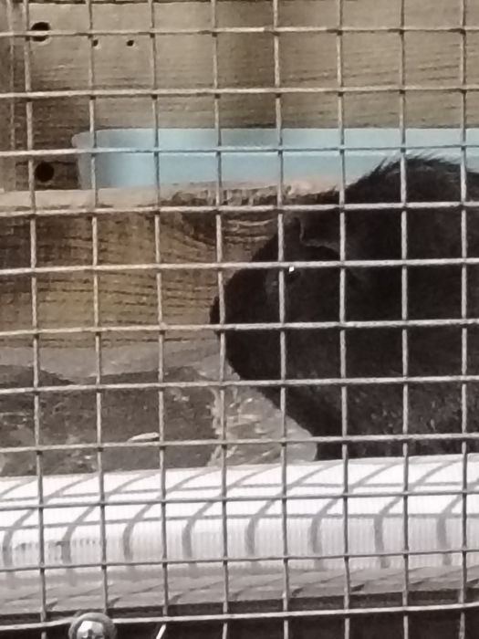 Продам морских свинок +клетка