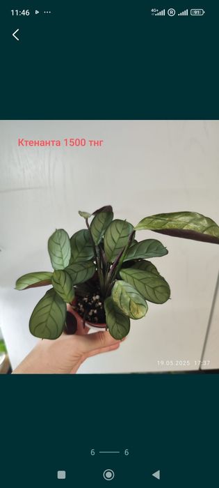 Продам   Хоя сортовая