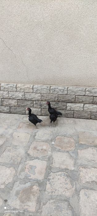 Shu shamo jujalari 7 oylik