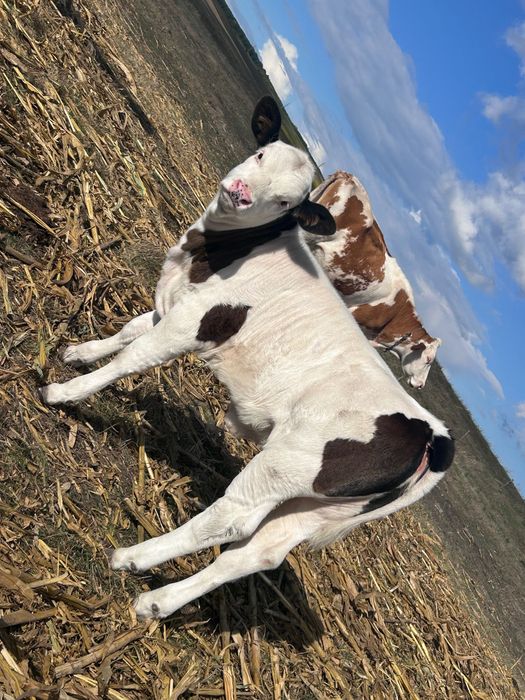 Vaca de vânzare