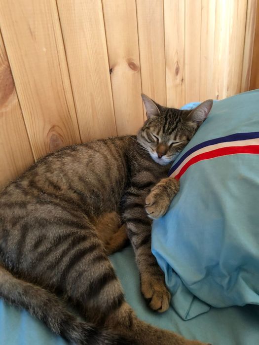 Прмогите найти кота