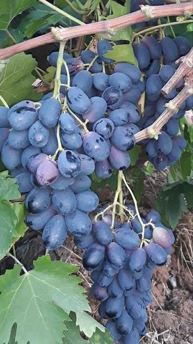 Vita de vie altoită si hibrid