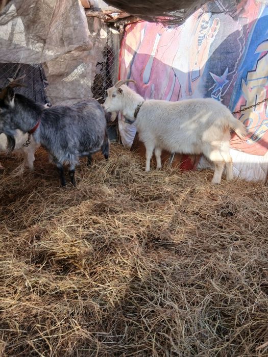 De Vânzare 4 capre una cu ied și 3 gestante