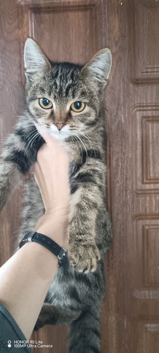 Отдам катенка в добрые руки
