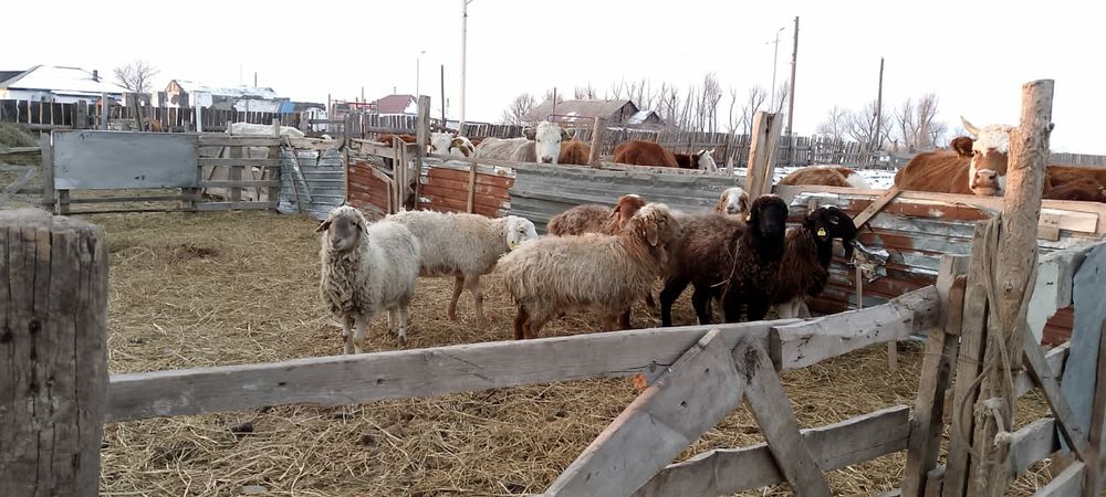 Продам баранов,қой.