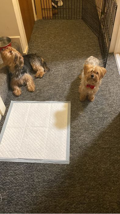 Pet sitter/ Pet walker