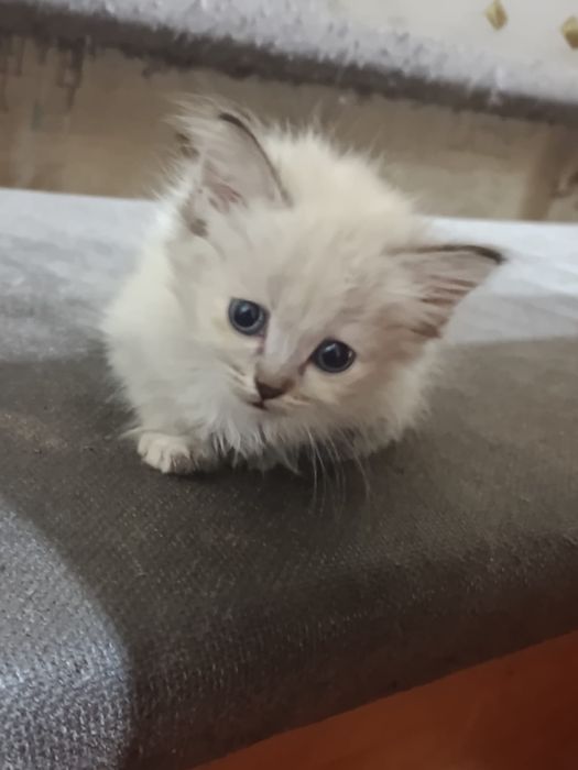 Продам котят антистресс