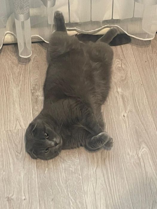 Шатланец веслоухий