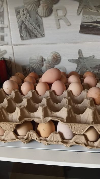 Инкубационные  яйца