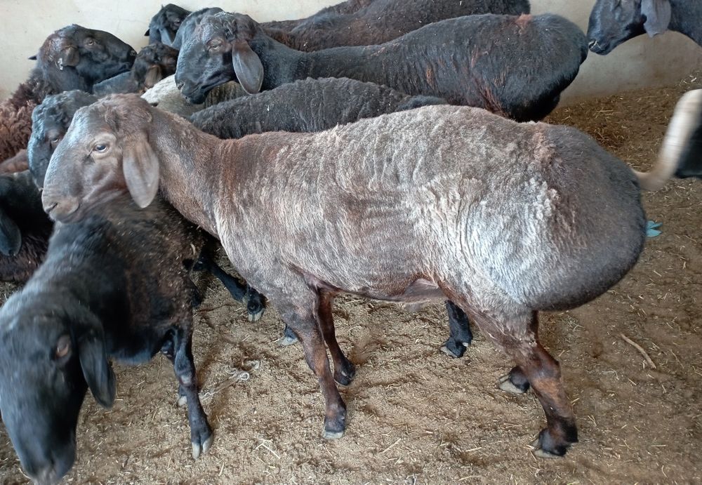 Кассоб-Qassob service hizmati