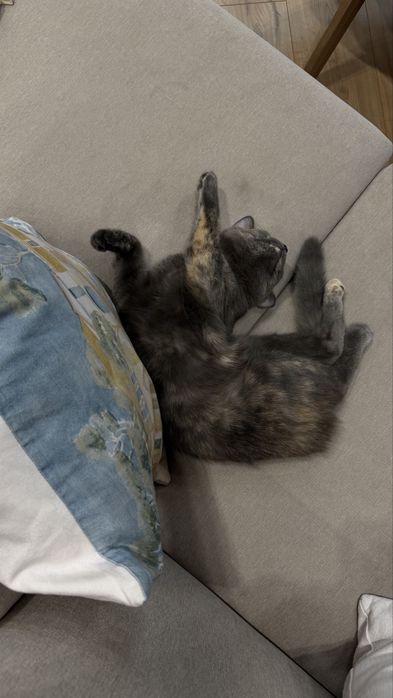 Отдам в добрые руки кошечек