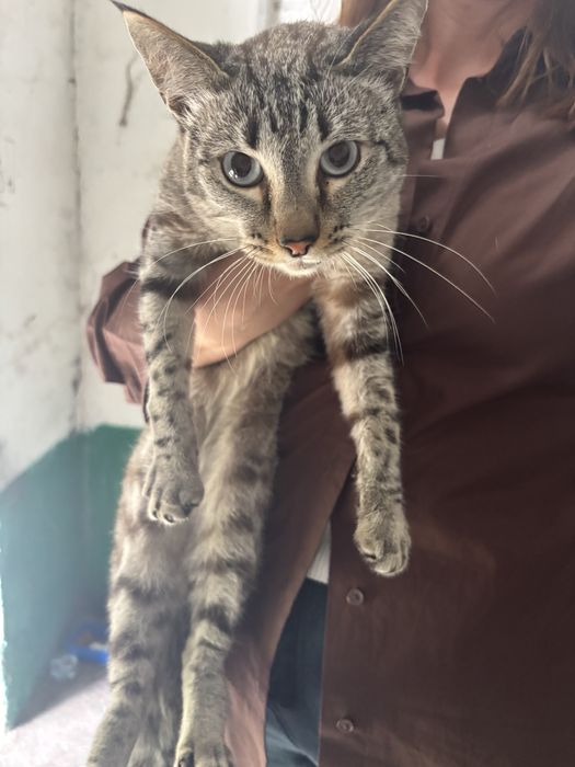 Кот в добрые руки