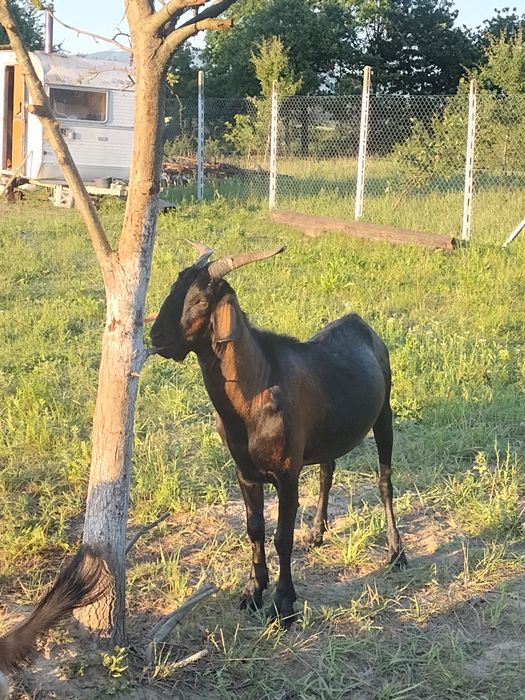 Țap Aplin-anglonubian