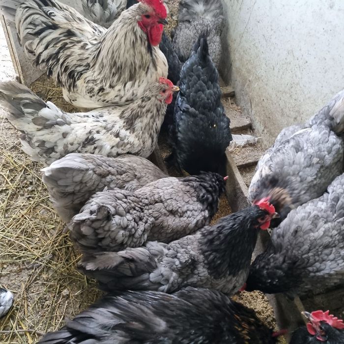Ouă de găină rasa australorp