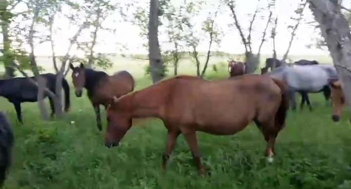 Үйір қазақы жылқы сатам немесе айырбастайм