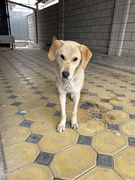 Собака турецкий кангал