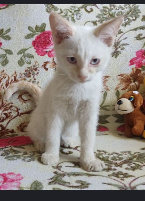 Отдам бесплатно котят