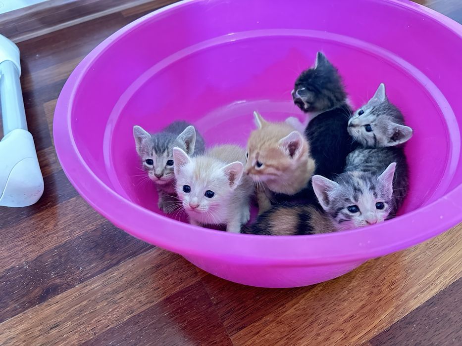 Продаются Котята