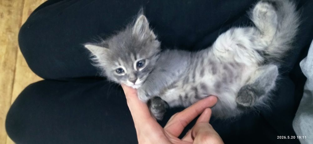 Отдам котёнка в добрые руки