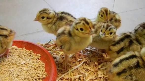 Ouă de fazan pentru incubat proaspete,trimitem oriunde in tara