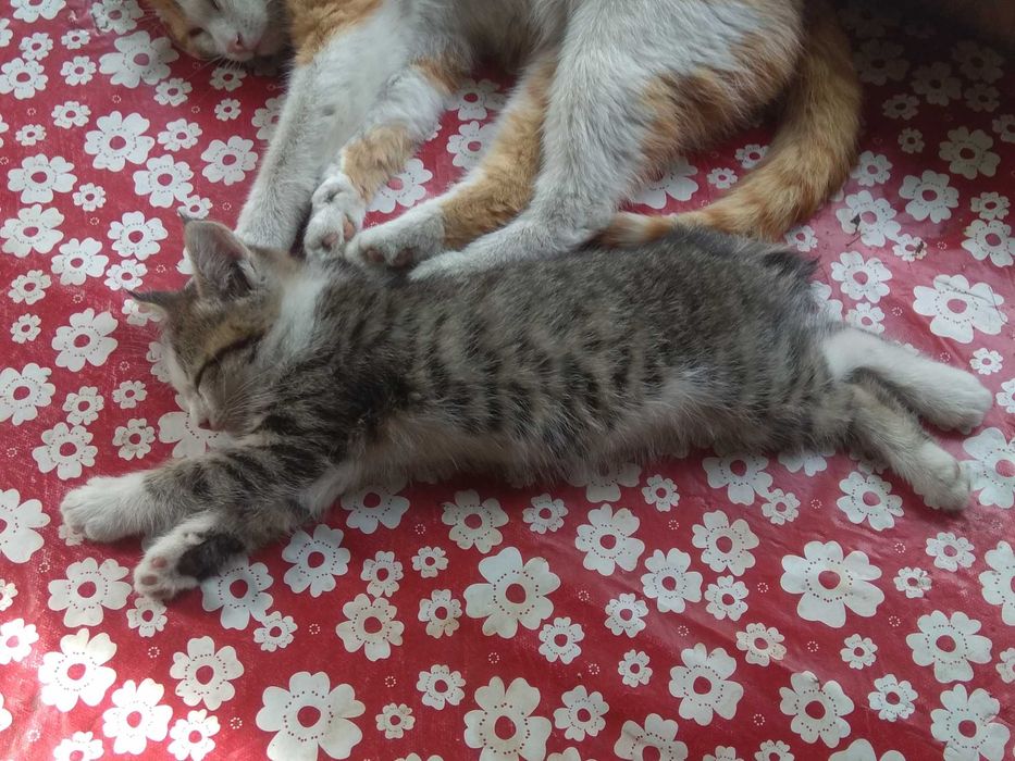 Отдам котёнка срочно