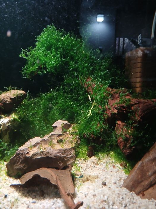 Moss creveti shrimp acvariu