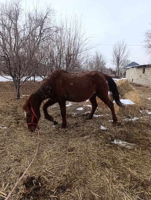 Продам кобылу, жерёбую
