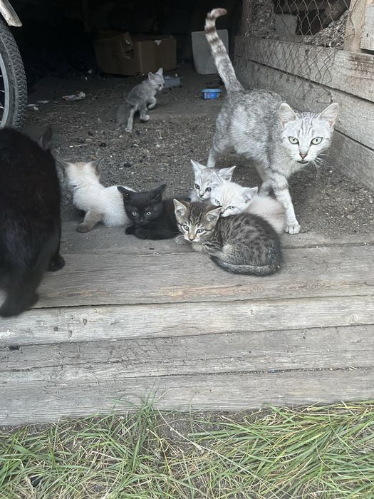 Отдам котят в добрые руки