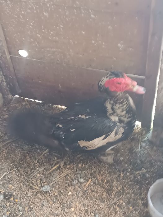 Vând rățoi leșesc de tăiat sau de prăsilă