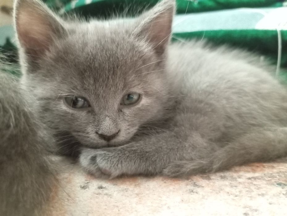Отлам в добрые руки двух котят