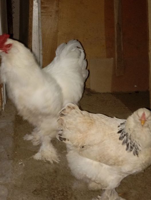 Brama tovuq xoroz sotiladi