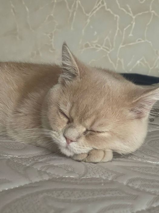 Skotish strite 5 oylik