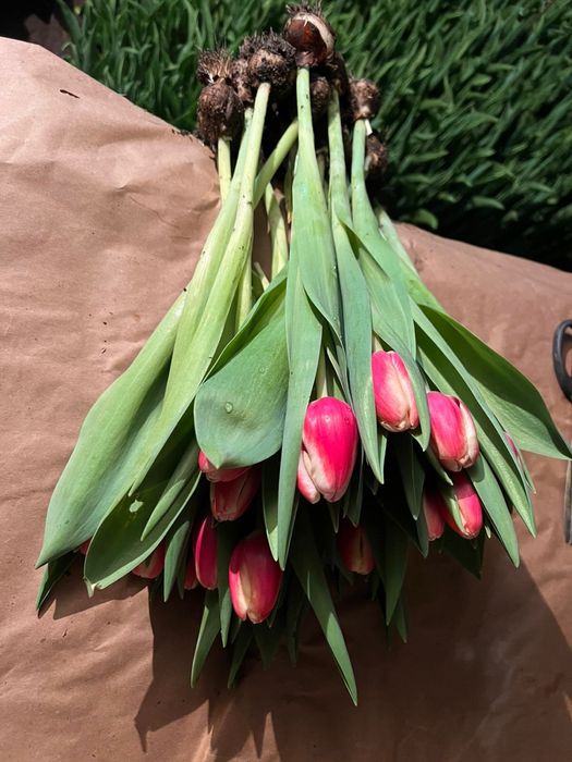 Тюльпаны Оптом и в розницу