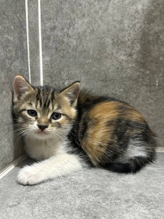 Отдаю котят в добрые и ответственные руки