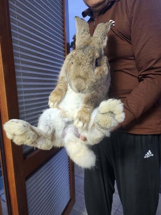 Flander quyon bolasi 4 dona 2 oylik sotiladi