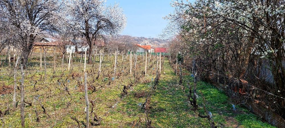 Teren intravilan Breaza / Buzau