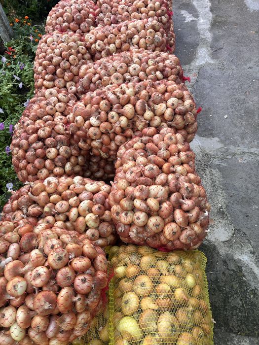 Продавам зрял  Лук